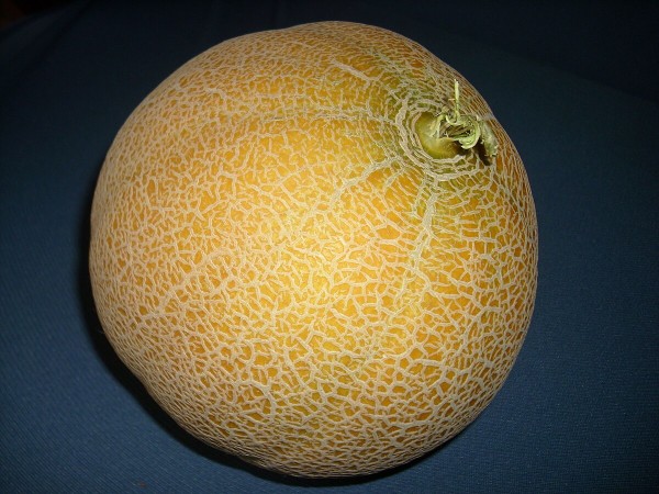 Melone Mantovano