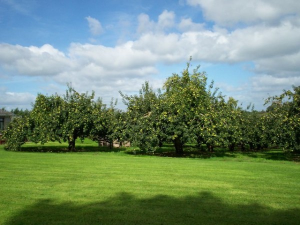 Armagh Bramley Apples