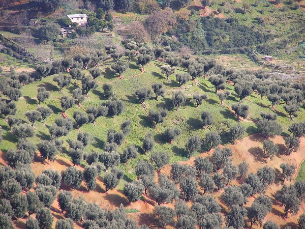 Olio di Calabria