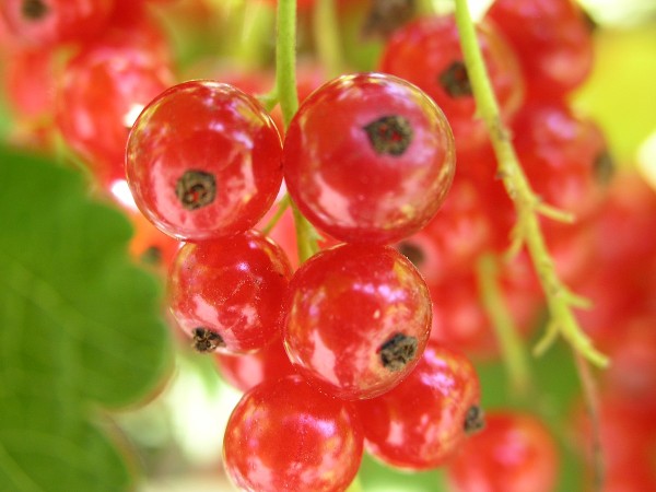 Rubrum berries