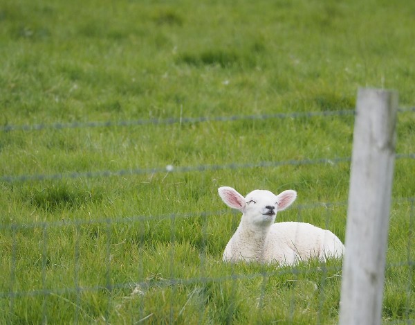 Orkney Lamb