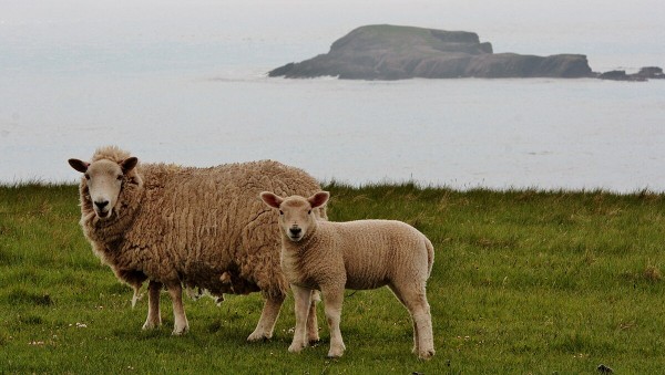 Shetland Lamb