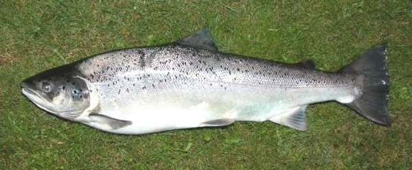 Sea trout