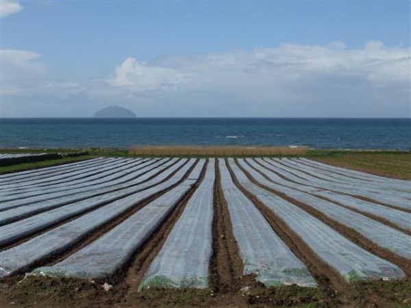 Ayrshire New Potatoes