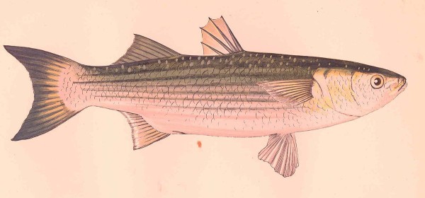 Grey mullet