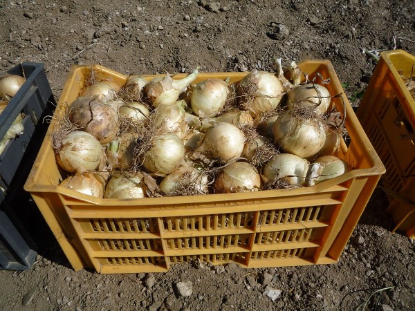 Oignon doux des Cévennes