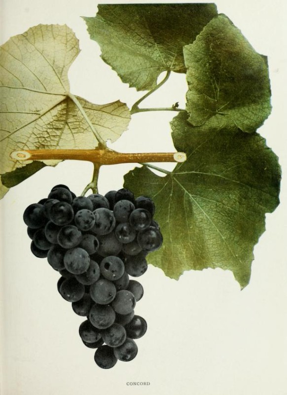 Concord grape