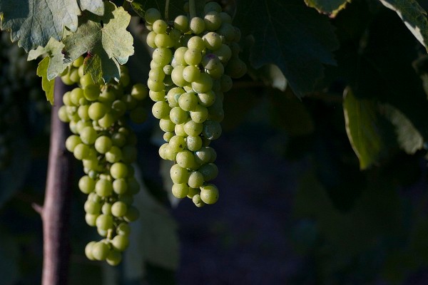 Fiano