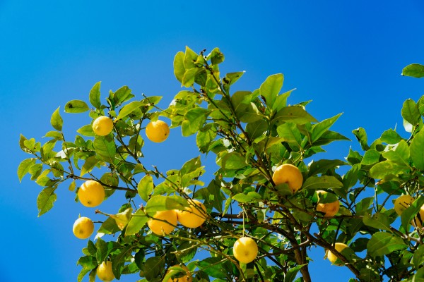 Lemon leaf tea