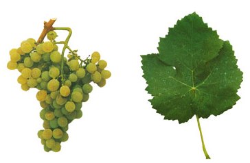 Malvasia Fina