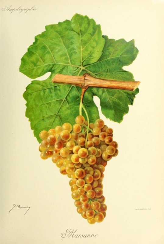 Marsanne