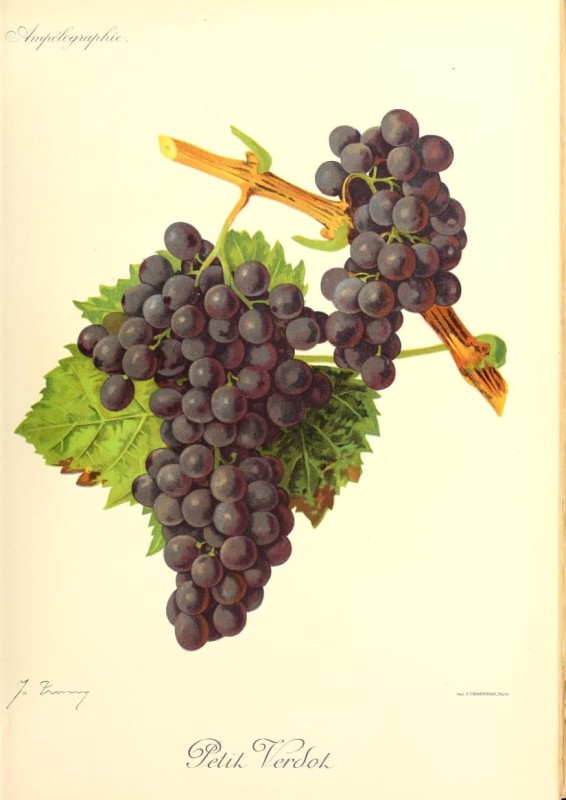 Petit Verdot