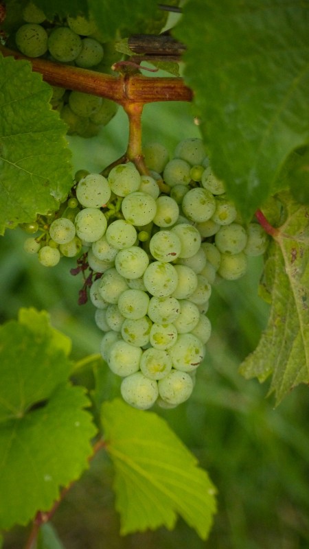 Riesling