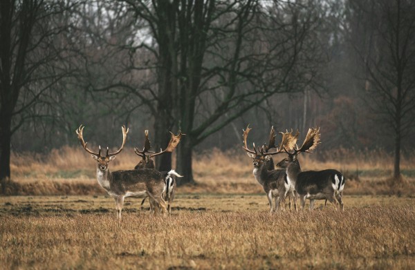 Wild game