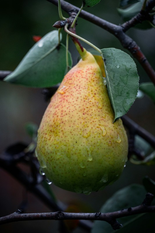 Pear