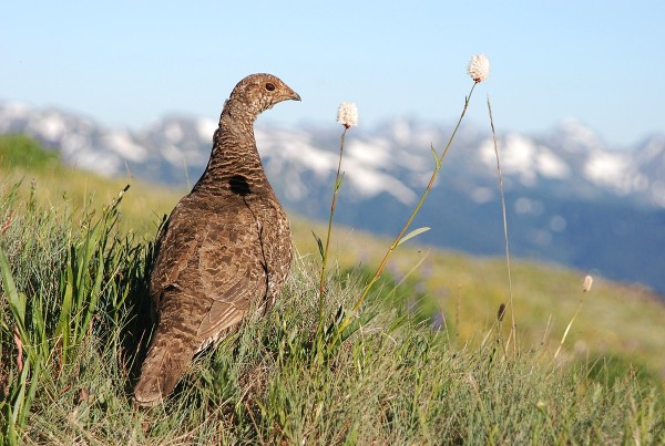 Blue grouse