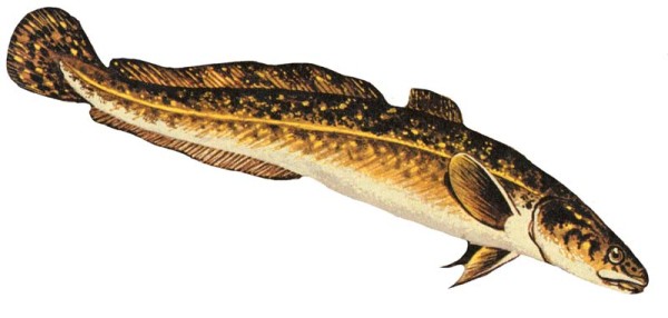 Burbot