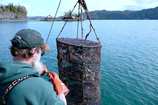 Kachemak Bay oysters