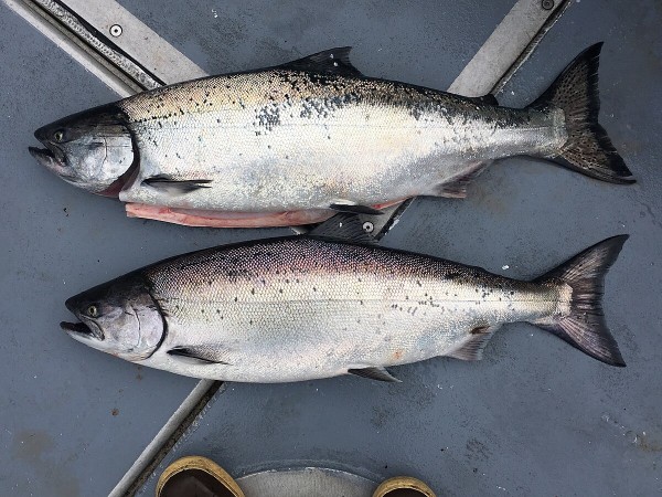 King salmon