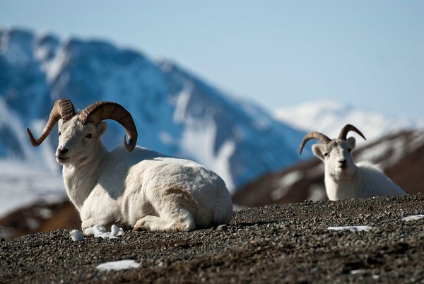 Bighorn sheep