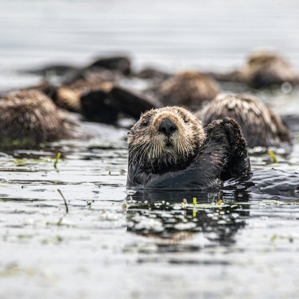 Sea otter