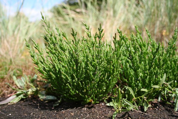 Sea asparagus