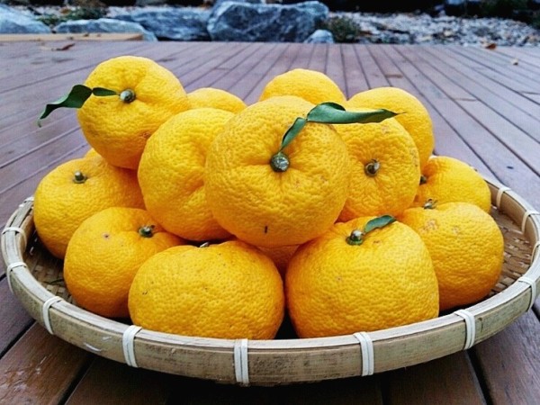 Yuzu