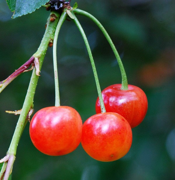 Montmorency cherries