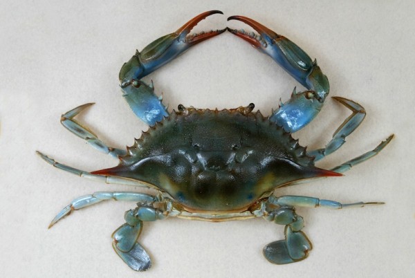 Chesapeake blue crab