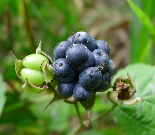 Dewberry cobbler