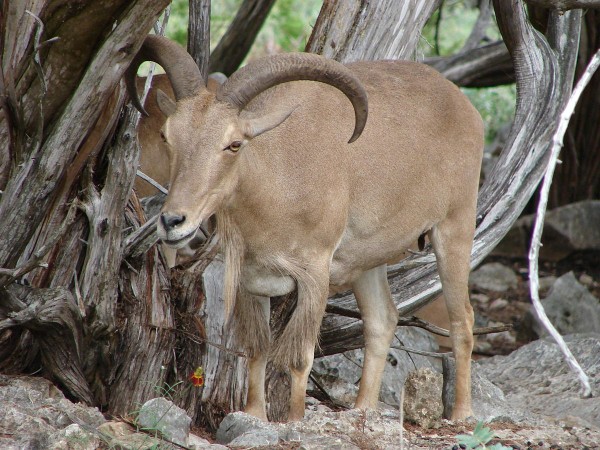 Aoudad sheep