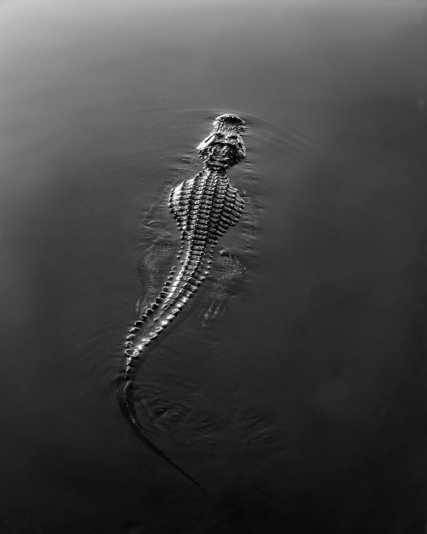 Alligator