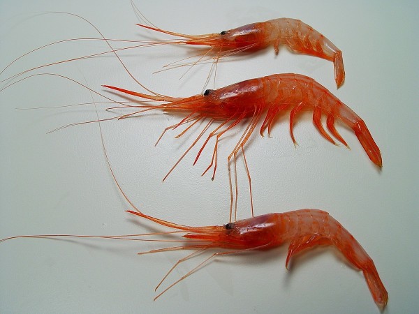 Gulf shrimp