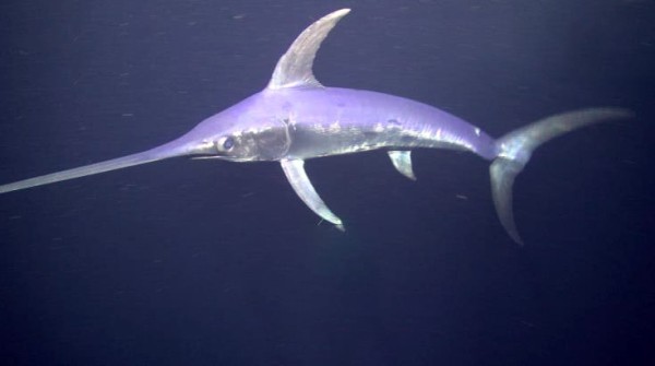 Swordfish