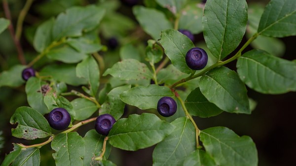 Huckleberry muffins