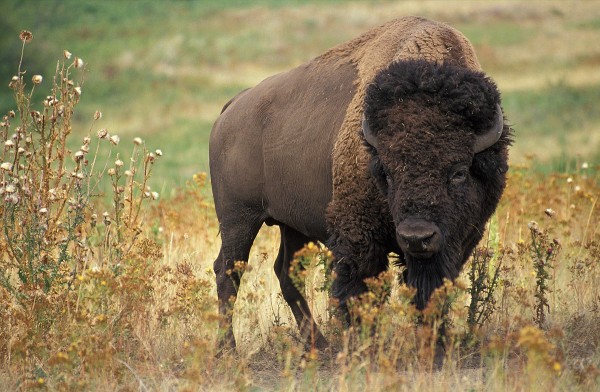 Bison steak