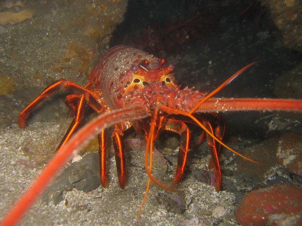 California spiny lobster