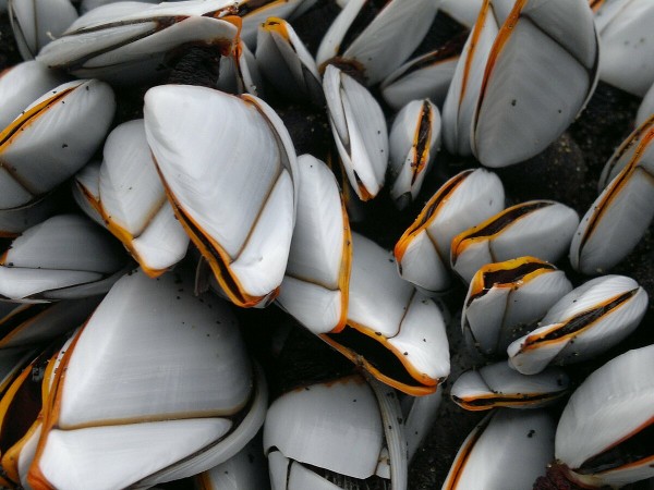 Goose barnacles