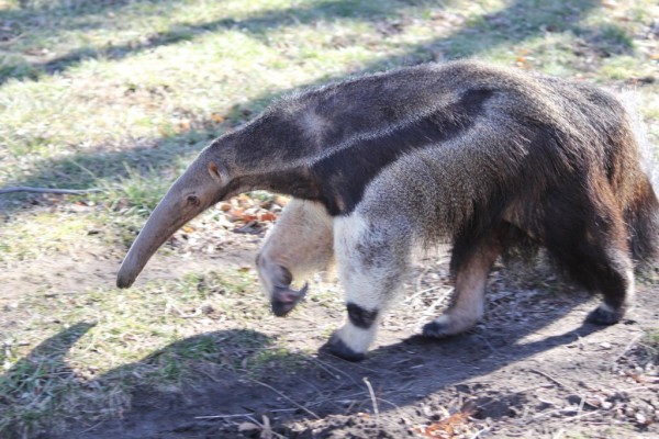 Anteater