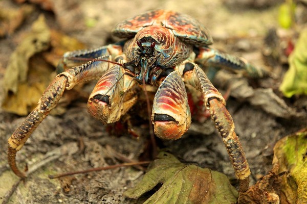 Coconut crab