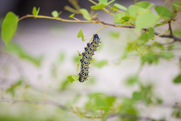 Mopane worms