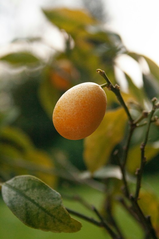 Kumquat