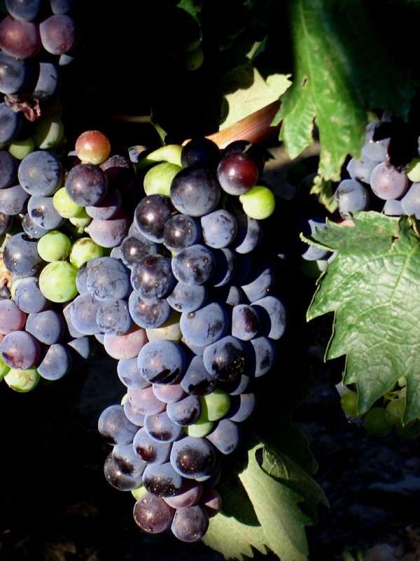 Grenache