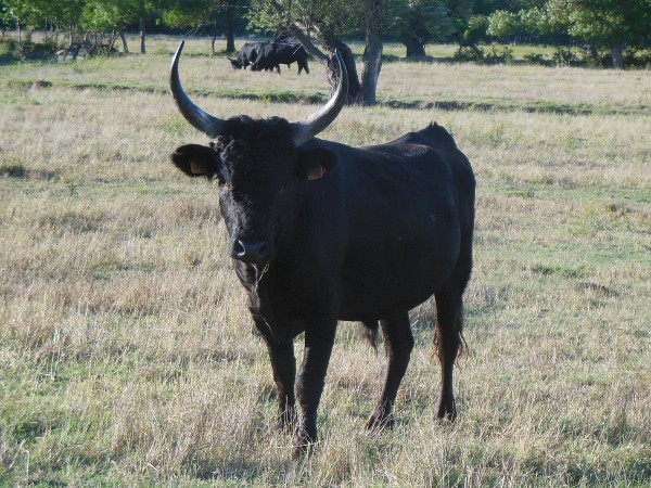 Camargue cattle