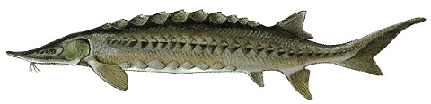 Sturgeon