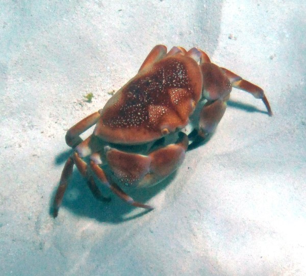 Crab