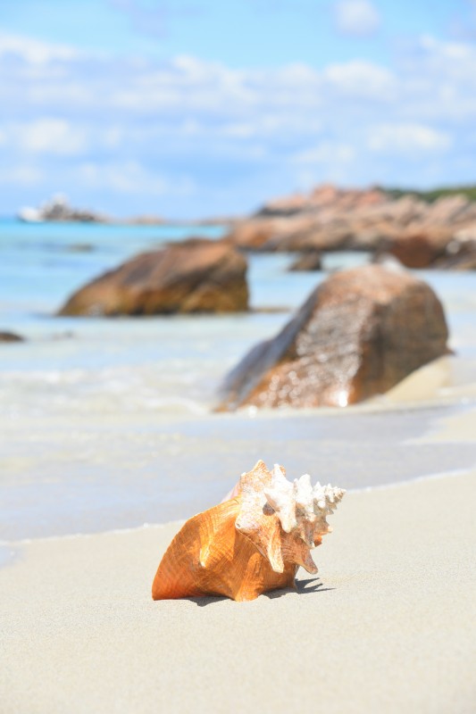 Conch