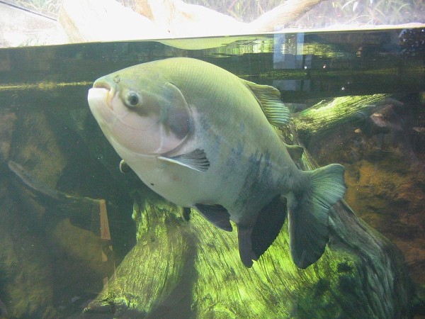 Pacu