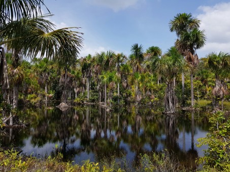 Roraima