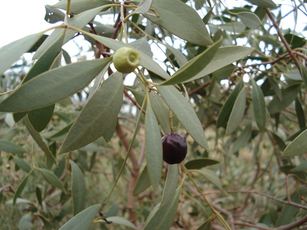 Kakadu plum